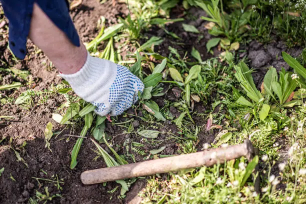 How to clear a yard full of weeds Hartford, CT