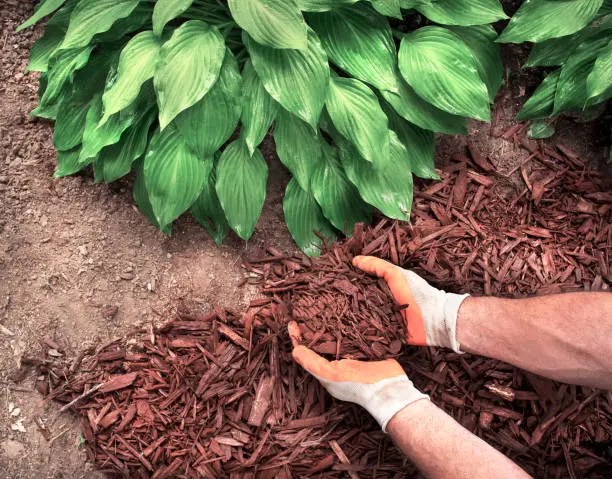 Mulching Hartford, CT